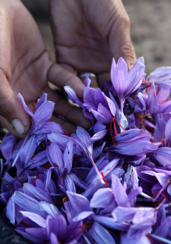 Flore sauvage africaine observée durant nos voyages organisés en Afrique