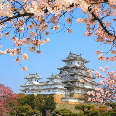 Château de Himeji sous les cerisiers en fleurs au printemps. Circuit organisé sur l’île de Kyushu.