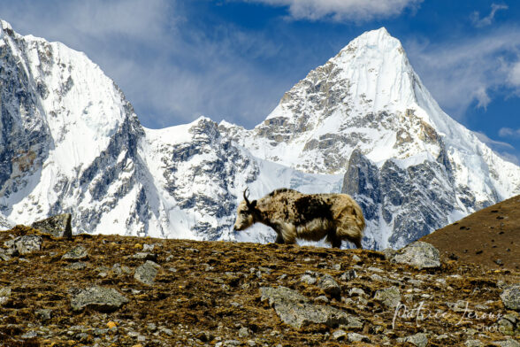 Dans la vallée de Thame, au Népal, nous croisons parfois des yaks. Voyage de groupe en Asie avec Karavaniers.